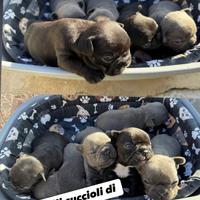Cuccioli di bulldog