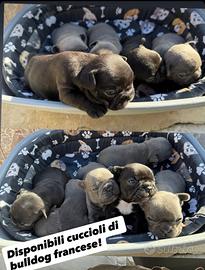 Cuccioli di bulldog