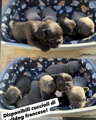 Cuccioli di bulldog