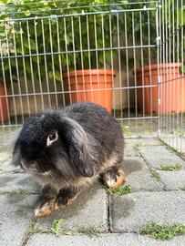 Cuccioli di coniglio