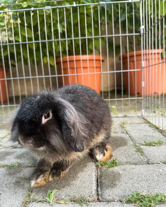 Cuccioli di coniglio