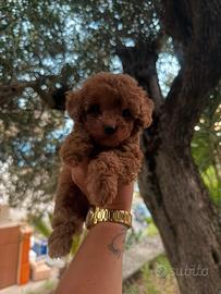 I meravigliosi toy