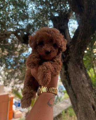 I meravigliosi toy