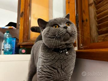 British shorthair accoppiamento
