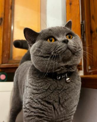 British shorthair accoppiamento
