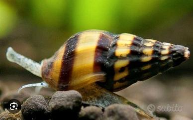 Lumache killer per acquario