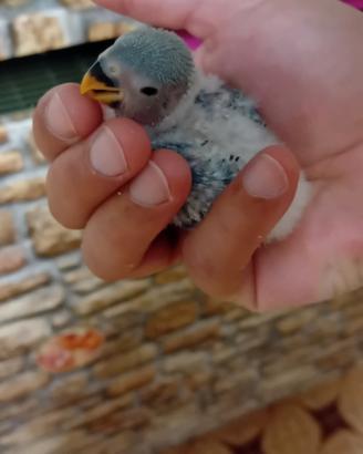 Coppia Inseparabili Produttivi