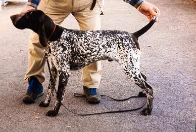 Bracco tedesco maschio c/pedigree