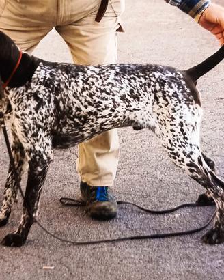 Bracco tedesco maschio c/pedigree