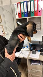 Bassotti nani a pelo duro