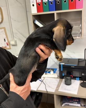 Bassotti nani a pelo duro