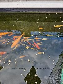 Carpe Koi