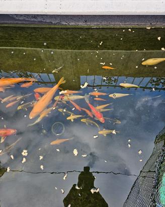 Carpe Koi
