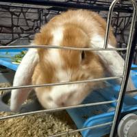 Coniglio nano ariete