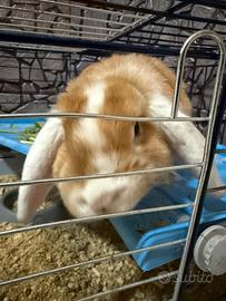 Coniglio nano ariete