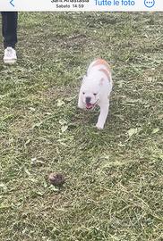 Cucciola Bulldog inglese allevamento Enci