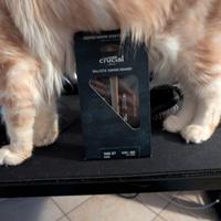 RAM crucial ballistix ddr4 3600 cl16