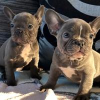 Cuccioli bulldog francese blu maschi femmine