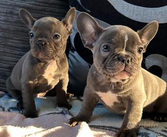 Cuccioli bulldog francese blu maschi femmine