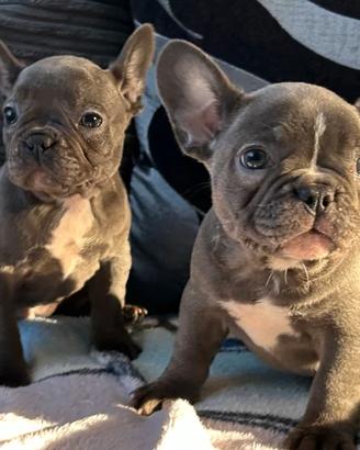 Cuccioli bulldog francese blu maschi femmine