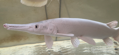 Platinam gar , aligetar gar, pesce luccio bianco