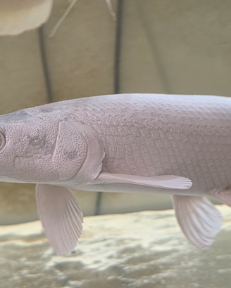 Platinam gar , aligetar gar, pesce luccio bianco