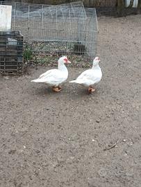 Anatre mute e galli brahma