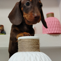 Cuccioli di bassotto cioccolato