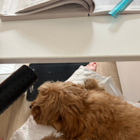 Cucciolo maltipoo toy