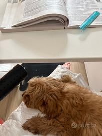 Cucciolo maltipoo toy