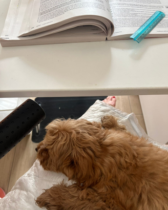 Cucciolo maltipoo toy