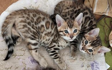 Gattini Bengala 3 mesi con pedigree,test