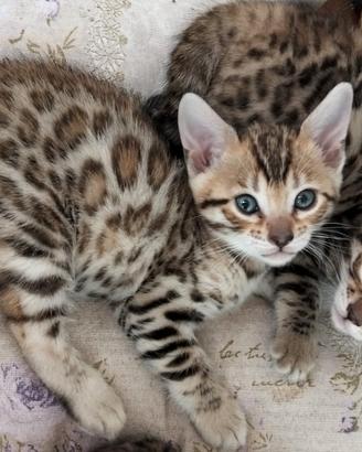 Gattini Bengala 3 mesi con pedigree,test