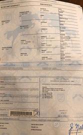 Cavalla saura 13 anni per fattrice