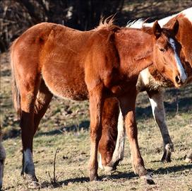 Puledro paint horse con certificati