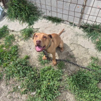 Pitbull adba