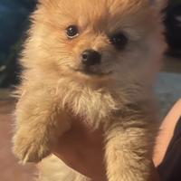 Cucciolo di volpino di Pomerania