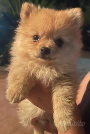 Cucciolo di volpino di Pomerania