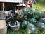 Immagine 4