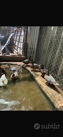 Call Duck