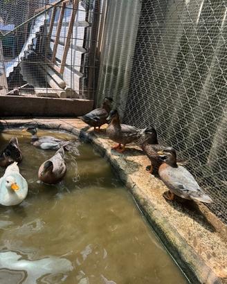 Call Duck