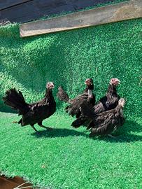 Galline bantam