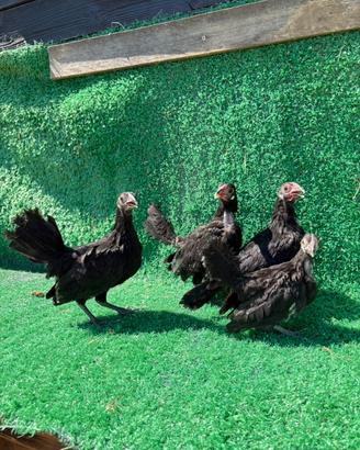 Galline bantam