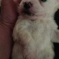Cuccioli di maltese
