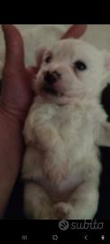 Cuccioli di maltese