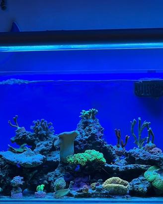 Acquario Marino