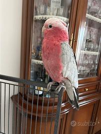 Cacatua Rosa
