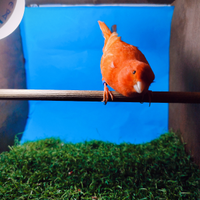 Canarini di colore ultimi soggetti