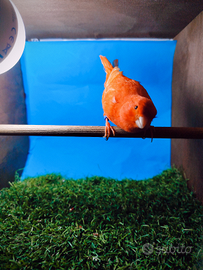 Canarini di colore ultimi soggetti