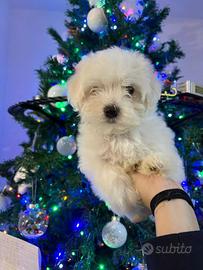 Cucciolo di maltese